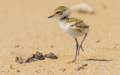 ÉXITO REPRODUCTIVO DEL CHORLITEJO PATINEGRO EN EL PARAJE NATURAL MUNICIPAL DEL “MOLINO DEL AGUA” DE TORREVIEJA