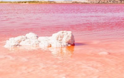 LA UNIVERSIDAD COMPLUTENSE DE MADRID (UCM) ENTREGA AL AYUNTAMIENTO EL INFORME FINAL DEL ESTUDIO TÉCNICO-CIENTÍFICO SOBRE USOS TERAPÉUTICOS DE LA SALMUERA Y PELOIDES DE LA LAGUNA ROSA DE TORREVIEJA