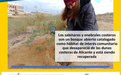EL PARAJE NATURAL MUNICIPAL MOLINO DEL AGUA AVANZA EN LA RECUPERACIÓN DE LOS SABINARES Y ENEBRALES COSTEROS