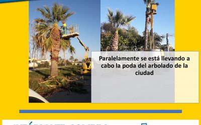 LA CONCEJALÍA DE PARQUES Y JARDINES COMIENZA LA PODA DE PALMERAS DEL TÉRMINO MUNICIPAL DE TORREVIEJA