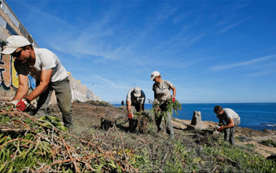 Comienzan los trabajos de eliminación de flora exótica invasora en la microrreserva de Cabo Cervera