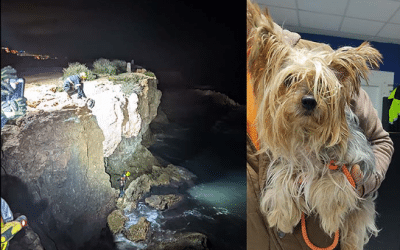 Policía local y bomberos de Torrevieja, salvan de morir ahogado a un perro en Cala “La higuera”