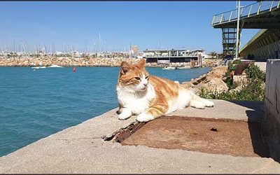 La concejalía de protección animal ampliará el contrato de prestación de servicios veterinarios para el albergue municipal