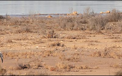 Vuelven las grullas a Las Lagunas de La Mata y Torreiveja