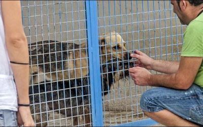 El albergue municipal de animales abrirá sus puertas por primera vez en su historia los 365 días del año, en horario de mañana y tarde