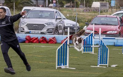 Gran participación en la prueba de RSCE de Agility en Torrevieja