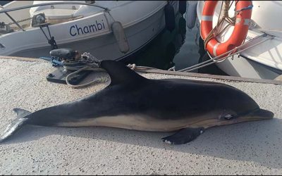 Aparece un delfín muerto en las costas de Torrevieja