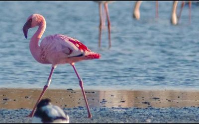 Avistado por primera vez un flamenco enano en la laguna de Torrevieja