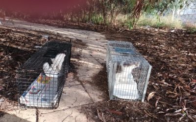 La campaña de esterilización de gatos ya ha superado las 200 castraciones