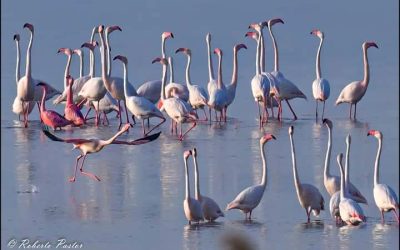Una pareja de flamencos enanos se establece por primera vez en la laguna de Torrevieja