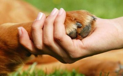 Aclaración de la Concejalía de Protección Animal sobre la situación de un perro en Torrevieja.