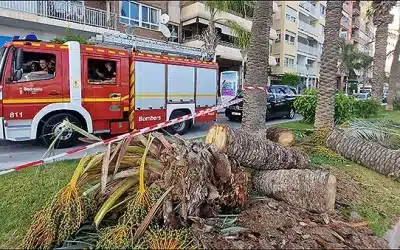 Incidente en el Paseo Vista Alegre: caída de una palmera y herida leve a un joven en patinete.