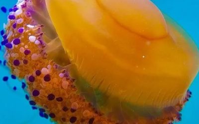 Avistamiento de las fascinantes medusas “Huevo frito” en las costas de Torrevieja.