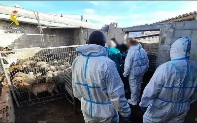 Desmantelada red de sacrificio clandestino de ganado para venta ilegal de carne en Torrevieja