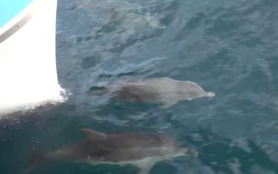 Avistamiento de delfines en las costas de Torrevieja.
