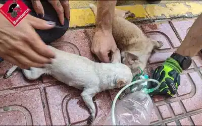Héroes caninos: Bomberos de Torrevieja rescatan y reviven a dos adorables “Chihuahuas” en un incendio.