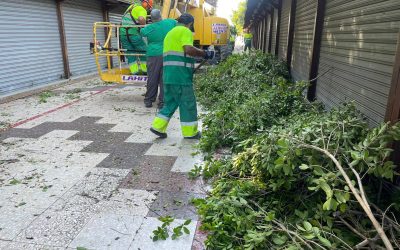 Mantenimiento y mejora en el Paseo de la Libertad: Desbroce del arbolado por el Ayuntamiento.