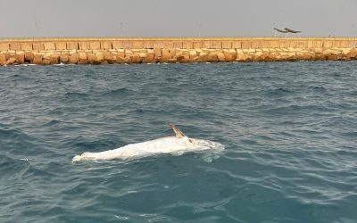 Misterioso hallazgo en las playas de Torrevieja y Orihuela: Delfines y atunes encontrados sin vida.