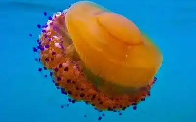 Aparecen en abundancia las hermosas medusas “huevo frito” en las playas de Torrevieja.