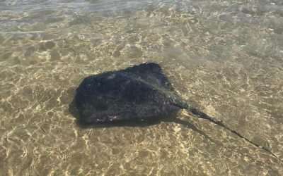 Presencia de una raya sorprende a los bañistas en la playa del Cura.