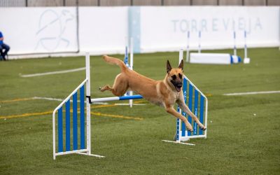 Club Agility Torrevieja desafía las inclemencias del tiempo en exitosas pruebas de Liga Levante y Open