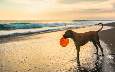 Sueña Torrevieja Propone la Creación de Nueva Playa Canina en Cabo Cervera