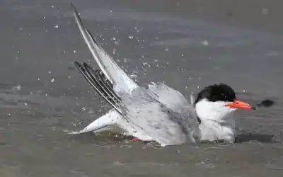 Repunte Positivo en la Reproducción del Charrán Común en las Salinas de Torrevieja
