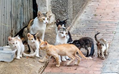 Iniciativa de Bienestar Animal en Torrevieja: Fondos para la Castración de Gatos Ferales