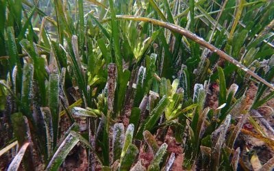 Esplendor Natural: Las Praderas de Posidonia Florecen en Torrevieja