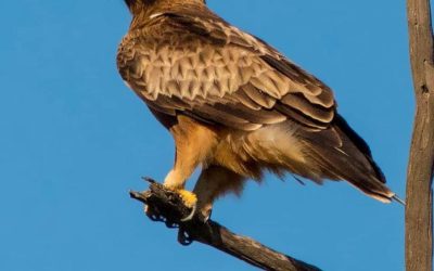 Avistamiento de Águilas Calzadas en el Parque Natural de Las Lagunas de Torrevieja y La Mata