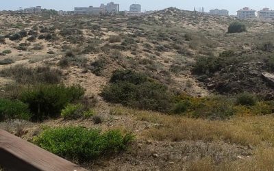 Renovación Ecológica: La Transformación del Paraje Molino del Agua en Torrevieja
