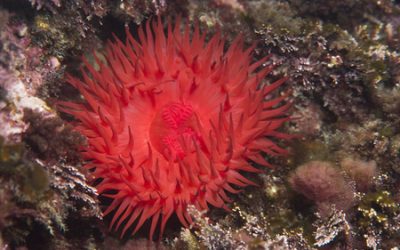 El Fascinante “Tomate de Mar” Adorna la Costa de Torrevieja