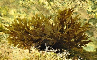 Alerta en Torrevieja: Ayuda a Detectar el Alga Asiática Invasora