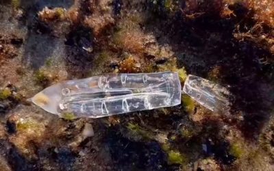 Varamiento Masivo del Exótico Tunicado “Soestia zonaria” en las Playas de Torrevieja y Guardamar