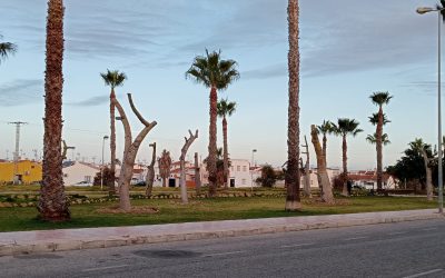 Renovación Verde: Trasplante de Árboles de Ceiba Speciosa Embellece la Vía Verde de Torrevieja