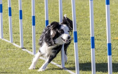 Torrevieja se Convierte en el Epicentro del Agility con la Celebración de la RSCE Puntuable para el Campeonato de España