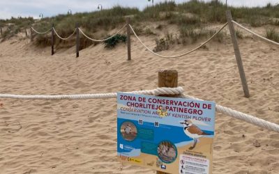 Torrevieja Lanza Campaña para Salvaguardar al Chorlitejo Patinegro en la Playa de La Mata
