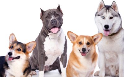 Torrevieja actualiza su Ordenanza sobre Tenencia de Animales conforme a nuevas leyes