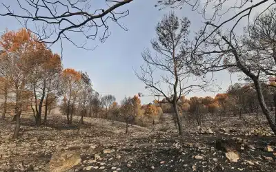 Alicante impulsa la prevención de incendios forestales con más de 1,5 millones en ayudas a municipios