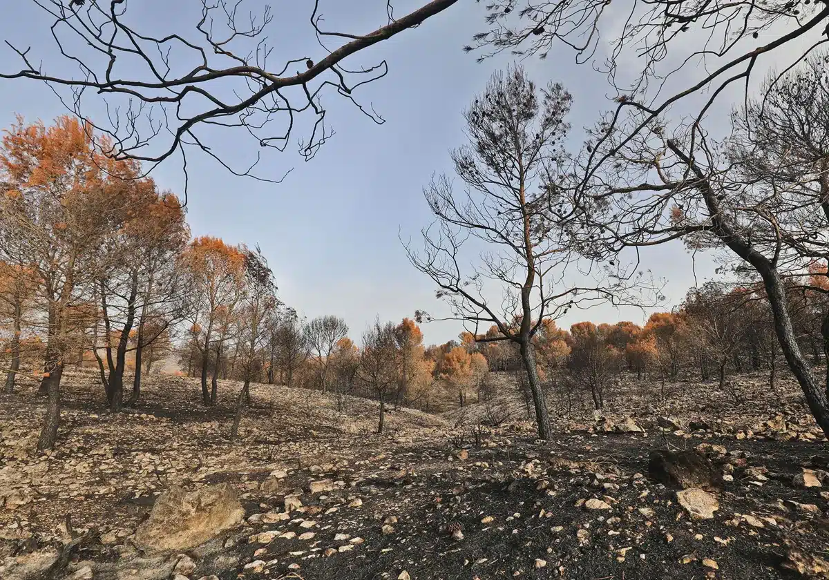 Alicante impulsa la prevención de incendios forestales con más de 1,5 millones en ayudas a municipios