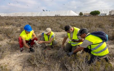 Torrevieja Refuerza su Compromiso con la Conservación de la Gaviota de Audouin