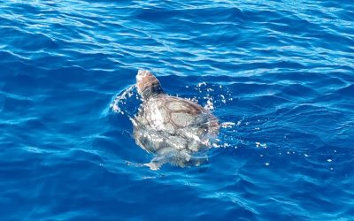 Temporada de Nidificación de Tortugas en la Costa de Torrevieja