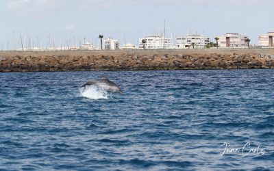 Encuentro con Delfines Mulares en el Espigón de Levante de Torrevieja