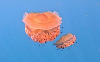 Avistamientos notables de la medusa ‘huevo frito’ en las aguas de Torrevieja