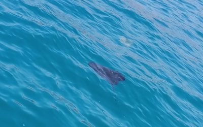 Avistamientos de Rayas Violáceas en las Costas de Torrevieja