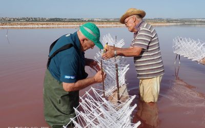 Comienza la temporada de cuajado en las salinas de Torrevieja