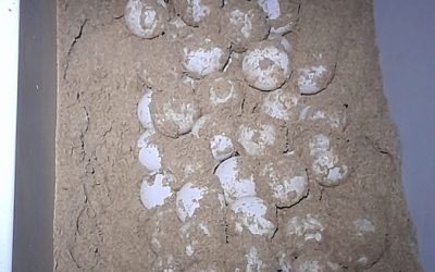 Descubrimiento Extraordinario: Nido de Tortuga Boba en la Playa de La Mata