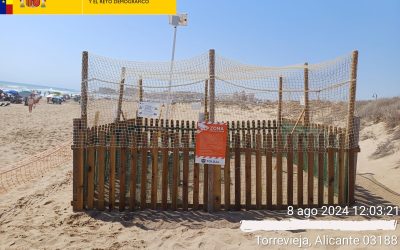 Participación activa de agentes medioambientales en la protección de nidos de tortuga boba en Torrevieja
