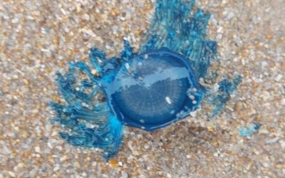 Detectan un ejemplar de Botón Azul en la playa de La Mata