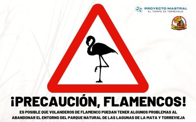 ¡Precaución en las carreteras! Flamencos jóvenes en el entorno del Parque Natural